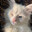 ๋cat