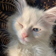 ๋cat
