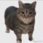gatocebo