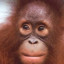 Beni The Orangutan