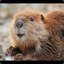 TipsyBeaver