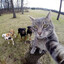 catdog