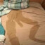 sus bed stain