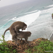 Munkey Bidness