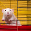Vermin Violator IXVVX
