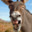 DonkeyOs