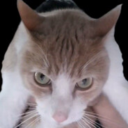 EVIL KITTY TOBLERONE