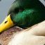 Quack Duck #Quack csgoatse.com