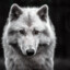 Weisse_W0lf