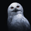 Snowy Owl