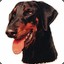 [E.C.]Jagdhund
