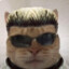 Oi Gato
