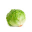 The Great Lettuce