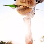 超级无敌暴龙战士