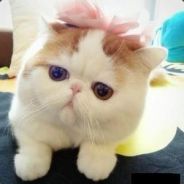 Big Avatar