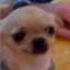 FEERR &lt;MONSTERDOG&gt;