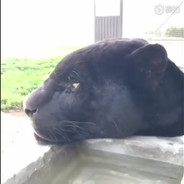 打我别打我队友