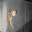 Wall Doggo