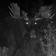 Average_Moose avatar