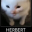 herbertBEAST