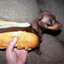 🌭𝓗𝓸𝓽𝓓𝓸𝓰🌭