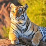 WhyDozy - steam id 76561199497622251