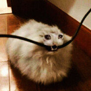 Pavibayl's avatar