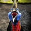 TheCrazyCassowary