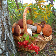 ГРИБОЧКИ И ЯГОДКИ