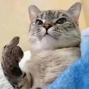 别吵，我在思考