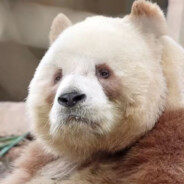 熊人族永不为奴