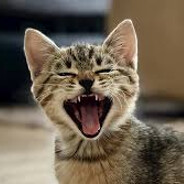 miaulé - steam id 76561198040175331