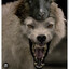 Wolf...