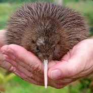 SUPERKIWI