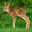 fawn