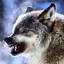 Lobo Wolf
