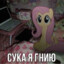 СУКА Я ГНИЮ