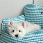 是葡萄不是不淘