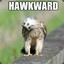 Hawkward57