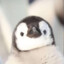 呆瓜