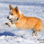 HappyCorgi