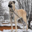 Kangal