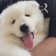 一枪打掉你小头