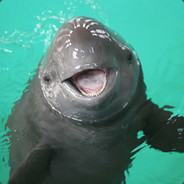 polly the porpoise