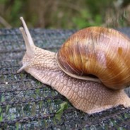 Snail