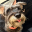 Schnauzy