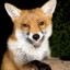 KalashniFox