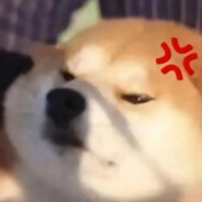 超级无敌茶二哈