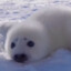 sealsealseal