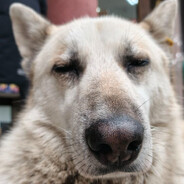 Ashyy#гастробайтер - steam id 76561198073725187